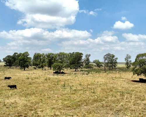 664 Has. Campo Ganadero en Gral. Villegas