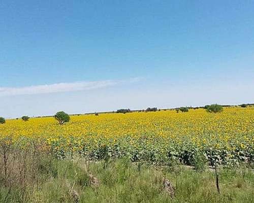Campo Mixto 2.000ha - las Avispas Santa FE