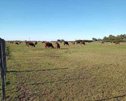 Venta 13 Has Coronel Pringles