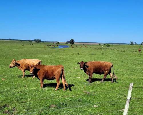 225 Ha en Ubajay - Dto. Colón. Entre Ríos