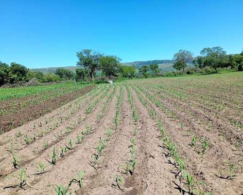 Campo 200 HA. con Rios, Casa e Internet