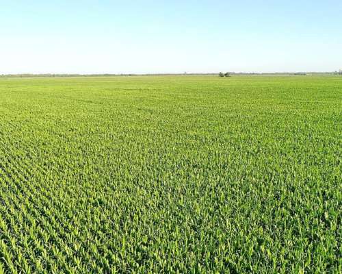 Vendo 130 Has en Inriville