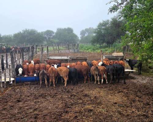 Campo Ganadero de 5.200 Hectáreas -san Luis