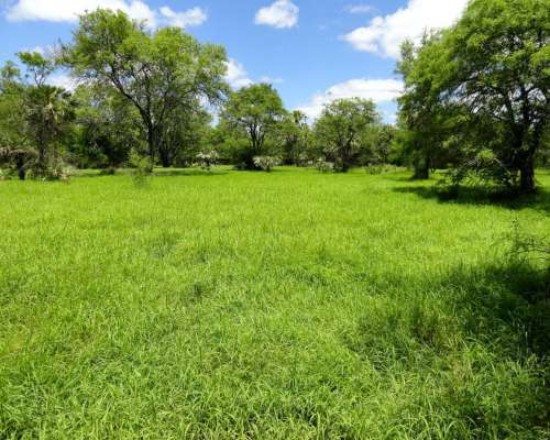 Campo 3180 Has en Pastoril- Formosa