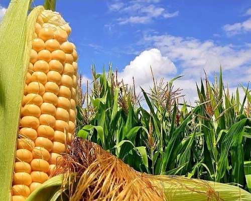 Campo en Zona Villaguay. Excelente Campo Agrícola