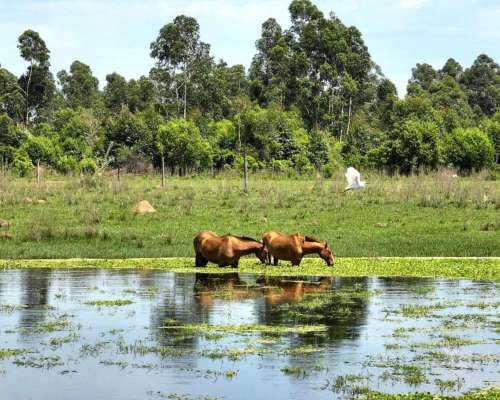 Pcia. de Corrientes - Pago de los Deseos 254 Has