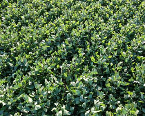 26 Ha Agrícolas. Suelo Clase 1. Depto San Jerónimo.