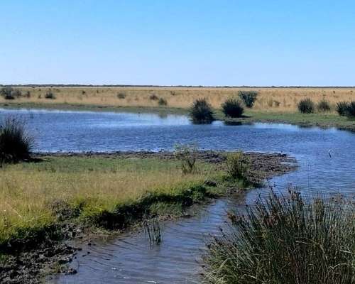 Gran Estancia con Riego, 1600 Ha en Pedro Luro - Pcia BS AS