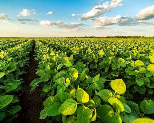 Vendo 94 Has en Bustinza