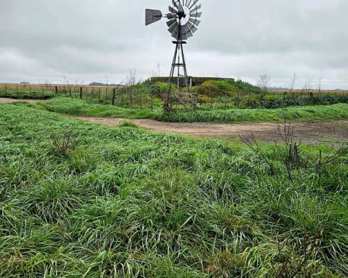 Alquiler Campo Cria 72 Kg/ha