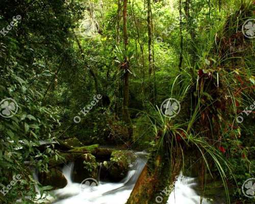 Campo en Venta 84.000 Has Bosque Nativo Misiones