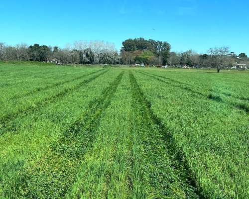 Piloto Automatico Centrix con Señal RTK - 2cm