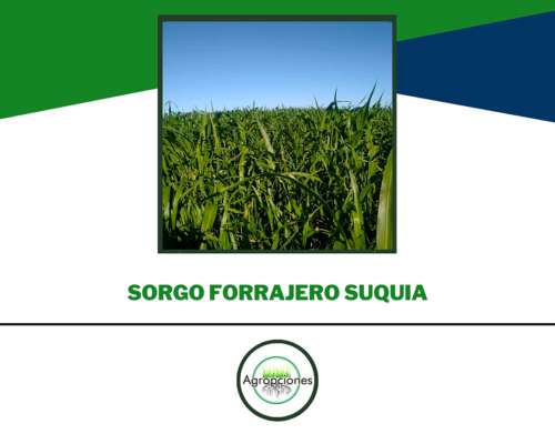 Semilla de Sorgo Forrajero Suquia
