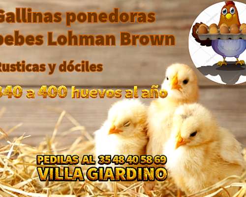 Gallinas Ponedoras Lohman Brown