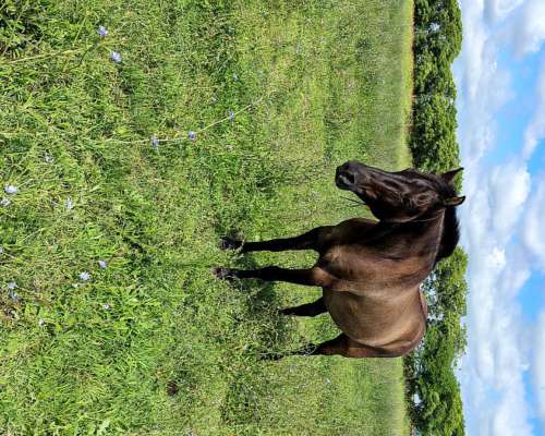 Caballos Mansos de Andar.