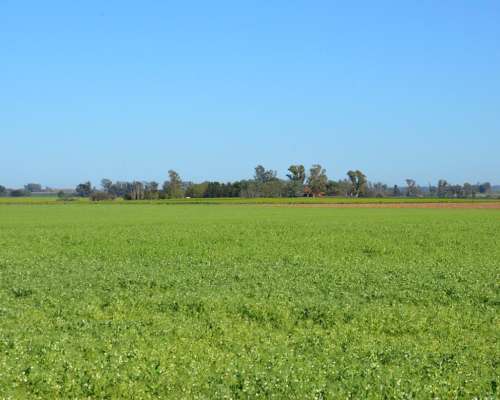 Ba3564 Venta 15 HA. Agricolas Capitan Sarmiento Arrecifes BA