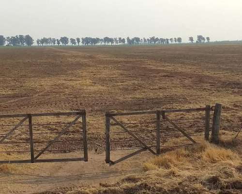 🌾 Campo Mixto en Venta/alquiler – 450 Has en Laboulaye