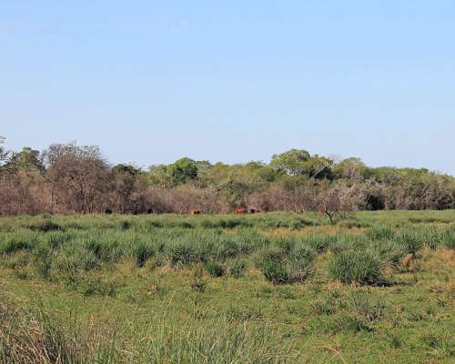 Ctes0028 Venta 7.000 HA. Ganadero Saladas
