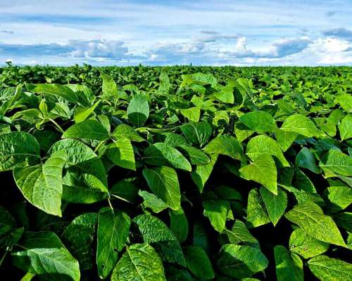 186 Has en Colonia Garzón Córdoba