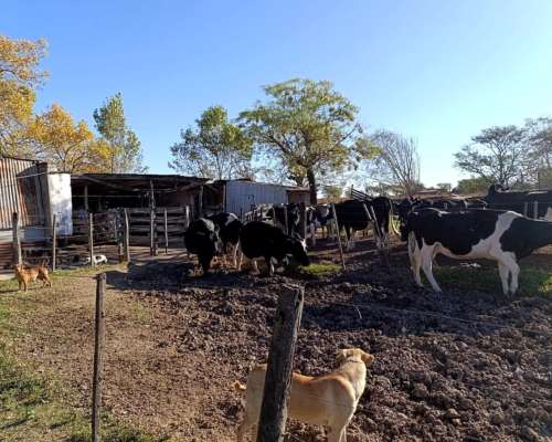 Campo 74 Ha – Pilar, Santa FE – Apto Tambo y Ganadería