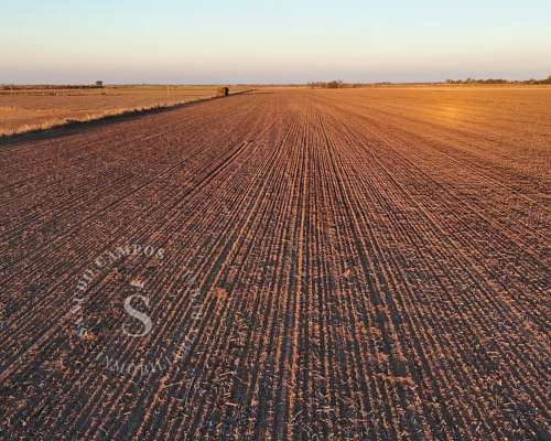 Campo Agrícola. 37 Hectáreas. Humboldt, Santa FE.