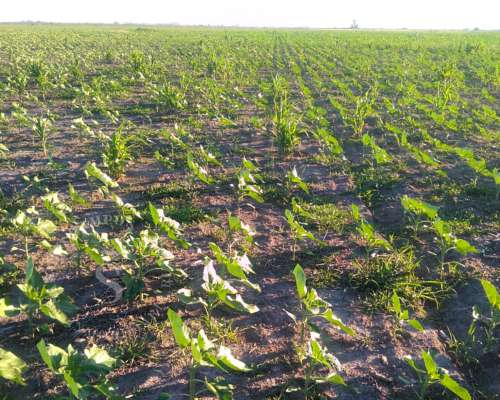 Venta Campo Agrícola. Díaz, Santa FE. 160 HA.