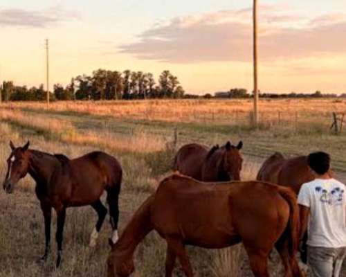 Las Heras Chacra 12 Has