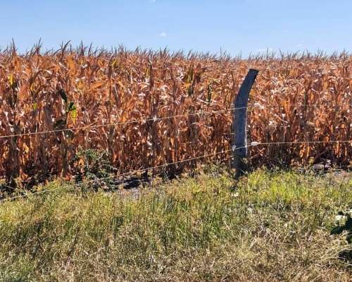 Venta Campo Agrícolas - Lucas Norte, Villaguay, Entre Ríos