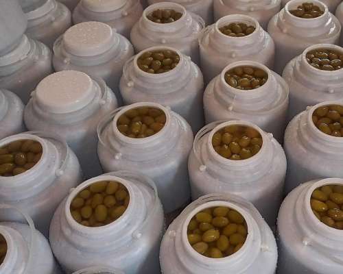 Aceitunas Verdes X3kg de Aimogasta por Mayor