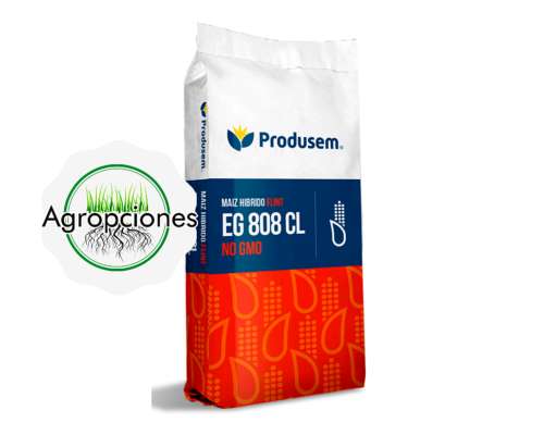 Semilla de Maiz Flint EG 808 CL NO GMO - Semillero Produsem
