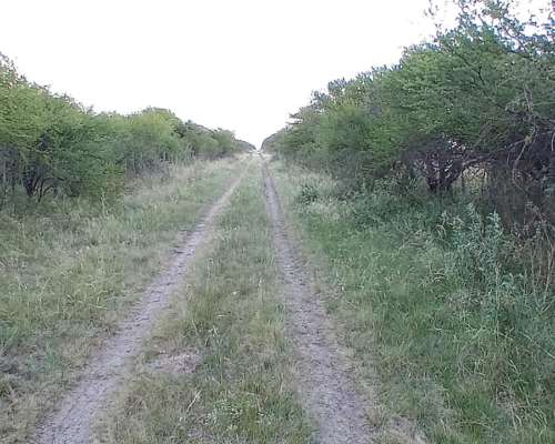 Arrendamiento Monte para Cria