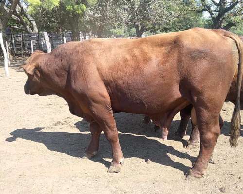 Toros Brangus Colorados-san Javier
