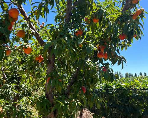 Finca en Venta en Producción Lavalle