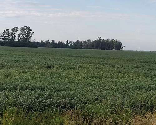 Vendo 900 Has Agricolas