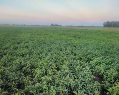 Venta 260 Has. Campo Mixto Pergamino