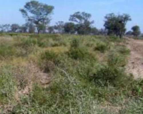 800ha Departamento Alberdi Santiago del Estero