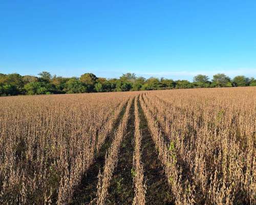 Venta de Campo Agrícola