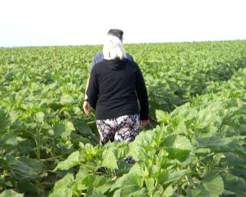 480ha en 25 de Mayo Agricolas Pcia de Bsas Soja Maiz Girasol