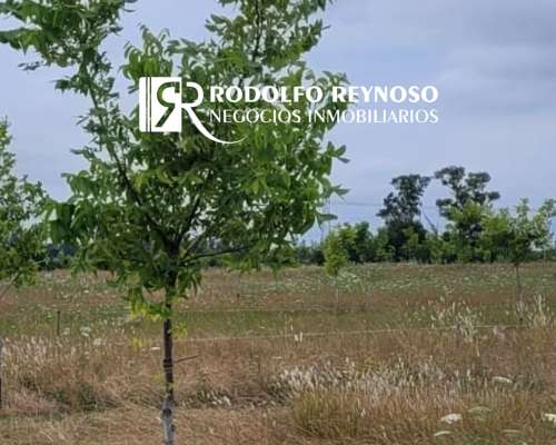 14 HA. en Gualeguaychú