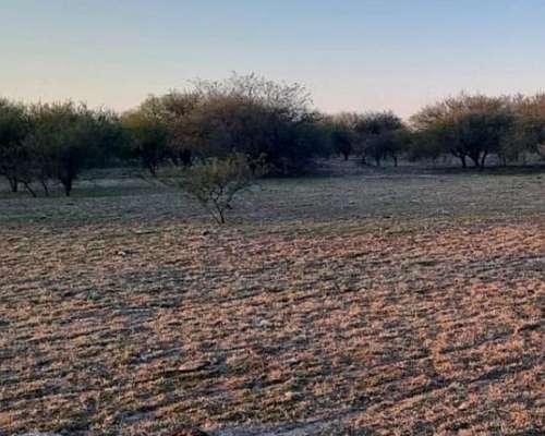 Mil Has. Ganadero Sobre Asfalto