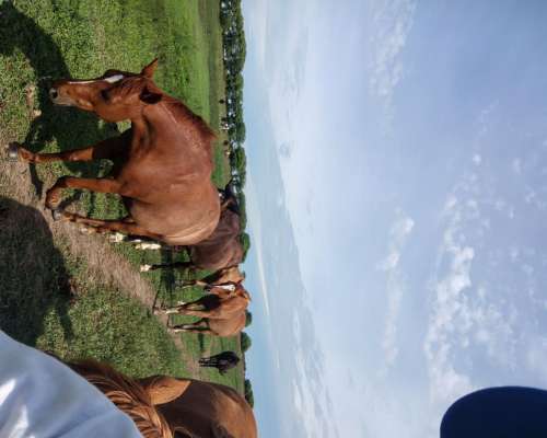 2 Petisos y 2 Petisas