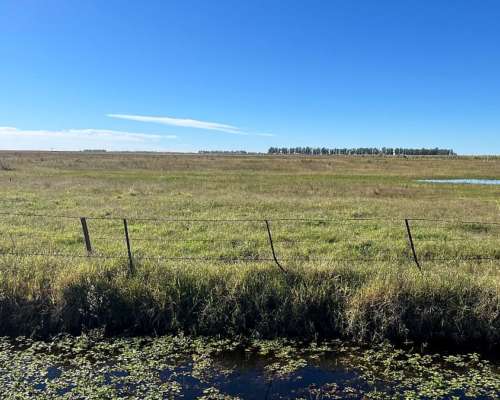 Campo 223 Ha Santa Regina, Gral. Villegas, BS. AS.