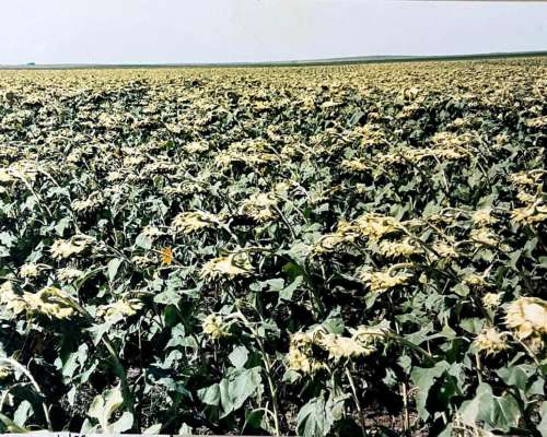 Villa Mercedes SUR (travesia) 1.900 Has Agricolas