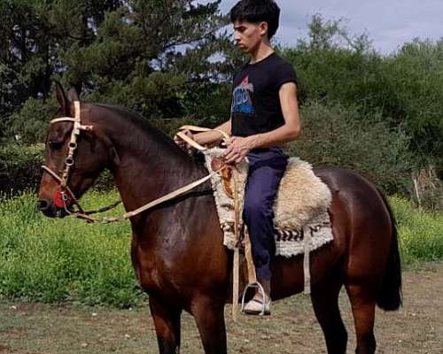 Vendo Yegua Zaina Colorada de 5 Años de Andar muy Buena