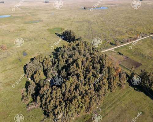 Campo en Venta de 790 Has en Olavarría. Ganadero