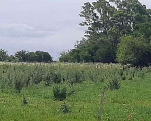 Campos 6 HA. LUZ Agua Vivienda Sobre Camino Firme.