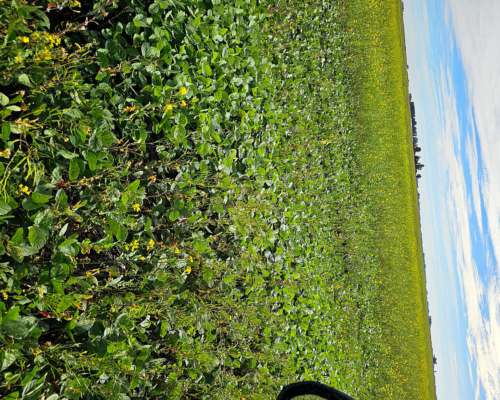 Campo Mixto con Aguadas