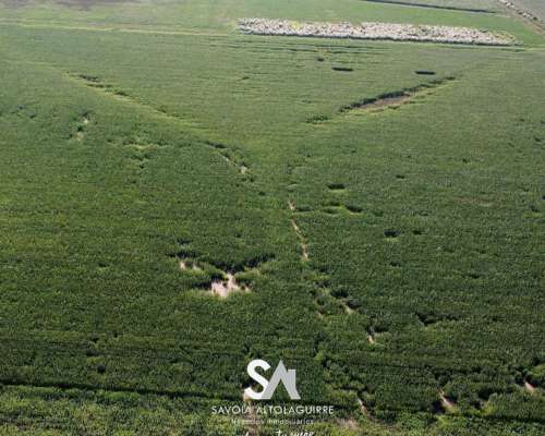 Vende: Campo de 180 Hectáreas. Ubicadas en Bernardo Larroudé