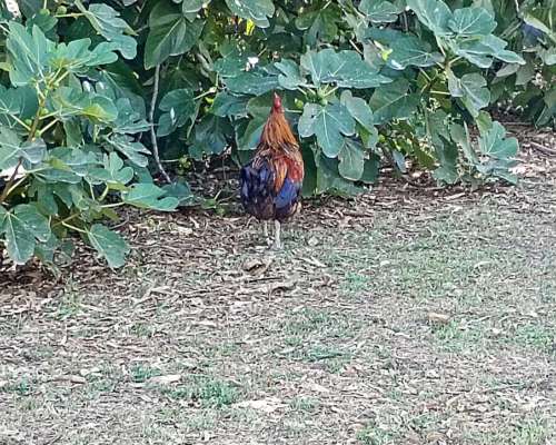 Gallos Criollos de 1 año y 2 Meses. Tengo 4.
