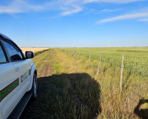 680 Ha Coronel Dorrego 80 % Agricola Ideal Ciclo Completo